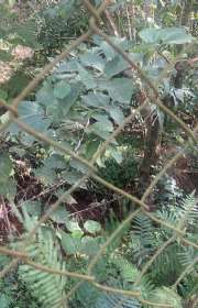 chacara-a-venda-em-atibaia-sp-jardim-estancia-brasil-ref-ch2350 - Foto:40