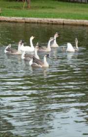 sitio-a-venda-em-jarinu-sp-ref-si2104 - Foto:32